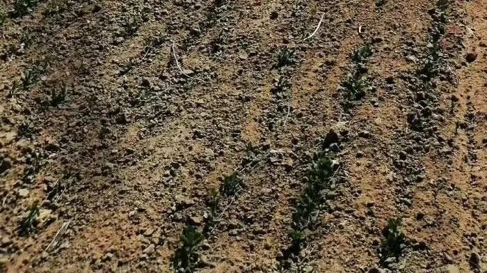 色翁荡息又大又硬又粗又爽