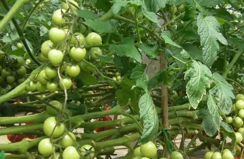 色翁荡息又大又硬又粗又爽