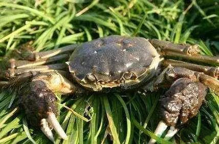 色翁荡息又大又硬又粗又爽