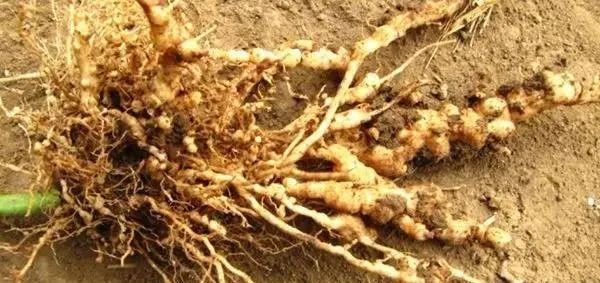 色翁荡息又大又硬又粗又爽