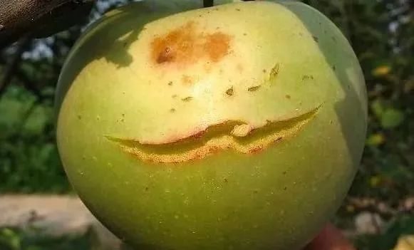 色翁荡息又大又硬又粗又爽