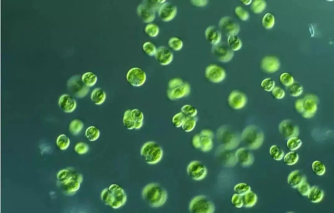 色翁荡息又大又硬又粗又爽