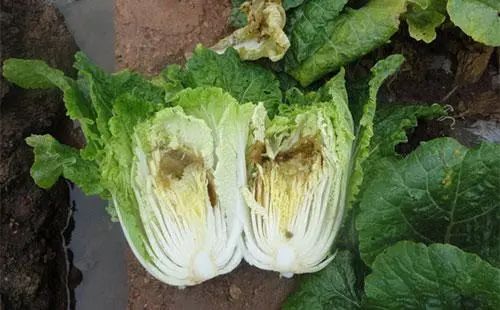 色翁荡息又大又硬又粗又爽