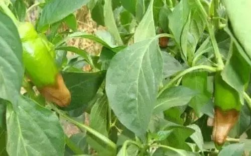 色翁荡息又大又硬又粗又爽