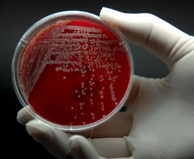 色翁荡息又大又硬又粗又爽