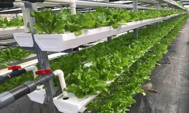 色翁荡息又大又硬又粗又爽