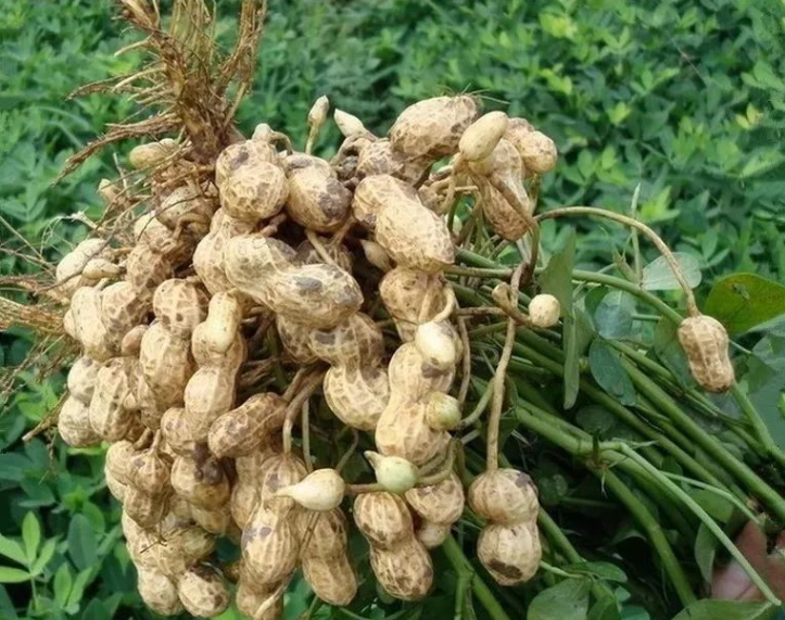 色翁荡息又大又硬又粗又爽