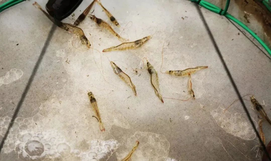 色翁荡息又大又硬又粗又爽