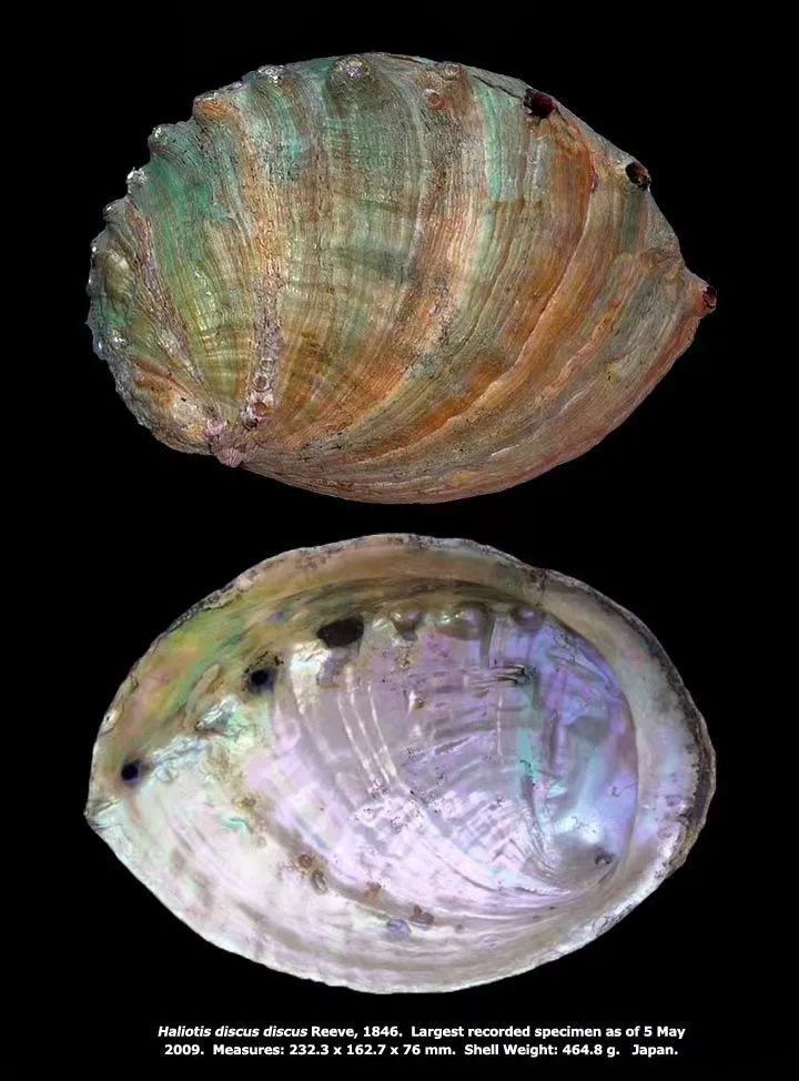 色翁荡息又大又硬又粗又爽