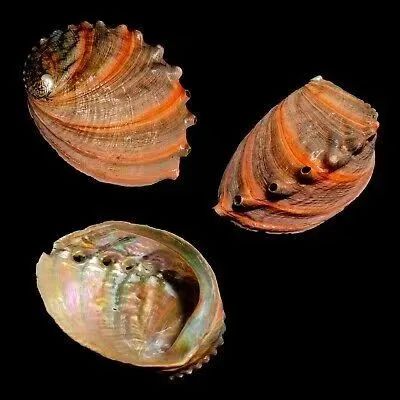 色翁荡息又大又硬又粗又爽