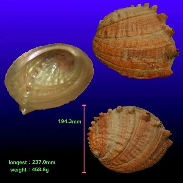 色翁荡息又大又硬又粗又爽