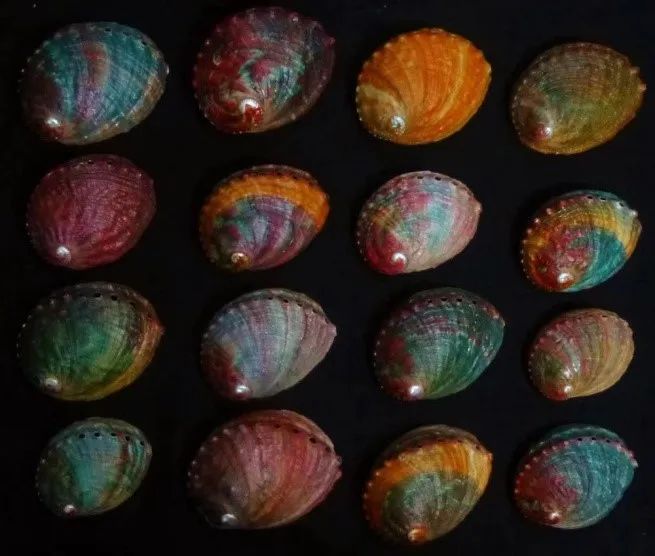 色翁荡息又大又硬又粗又爽