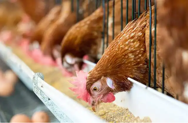 色翁荡息又大又硬又粗又爽