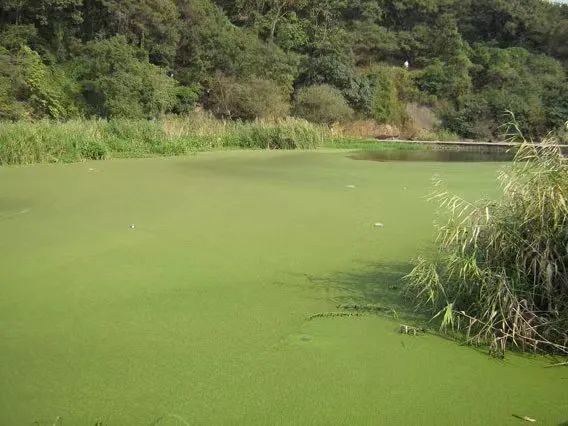 色翁荡息又大又硬又粗又爽