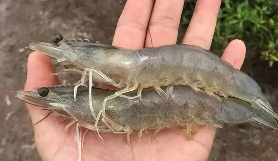 色翁荡息又大又硬又粗又爽