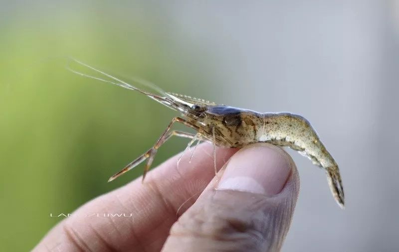 色翁荡息又大又硬又粗又爽