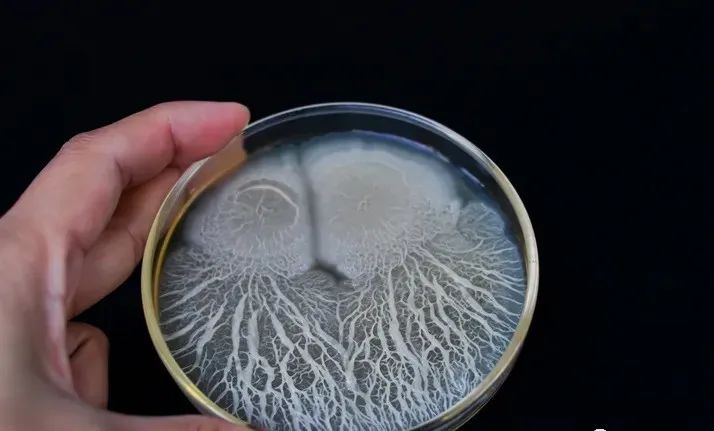 色翁荡息又大又硬又粗又爽