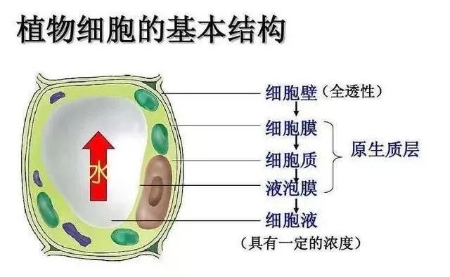 色翁荡息又大又硬又粗又爽