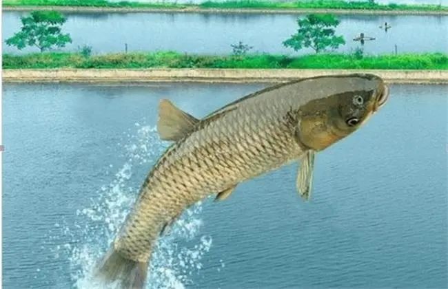 色翁荡息又大又硬又粗又爽