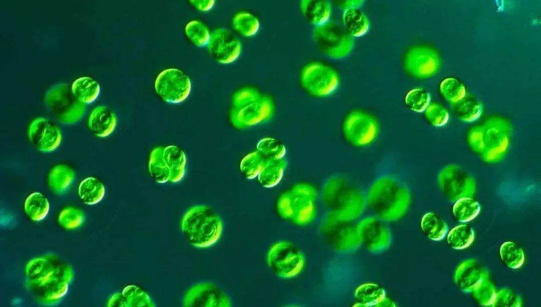 色翁荡息又大又硬又粗又爽