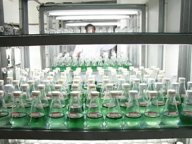 色翁荡息又大又硬又粗又爽