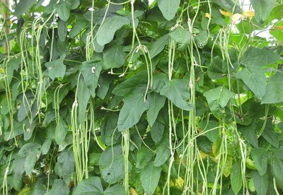 色翁荡息又大又硬又粗又爽