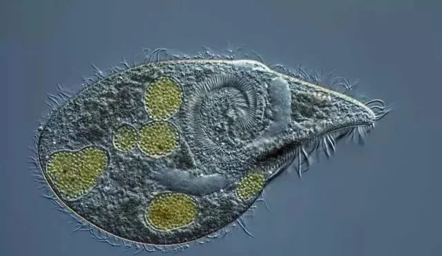 色翁荡息又大又硬又粗又爽