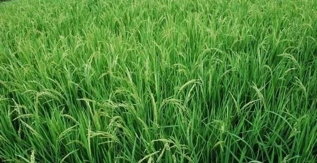 色翁荡息又大又硬又粗又爽