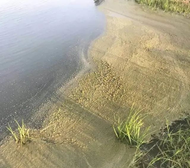 色翁荡息又大又硬又粗又爽