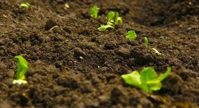 色翁荡息又大又硬又粗又爽