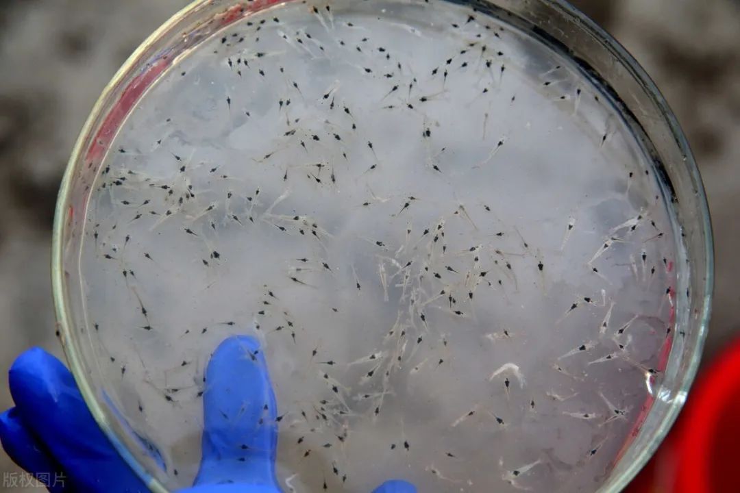 色翁荡息又大又硬又粗又爽