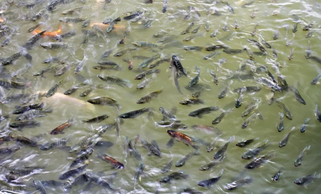 色翁荡息又大又硬又粗又爽