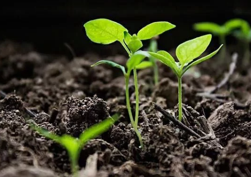 色翁荡息又大又硬又粗又爽