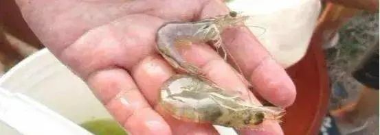 色翁荡息又大又硬又粗又爽