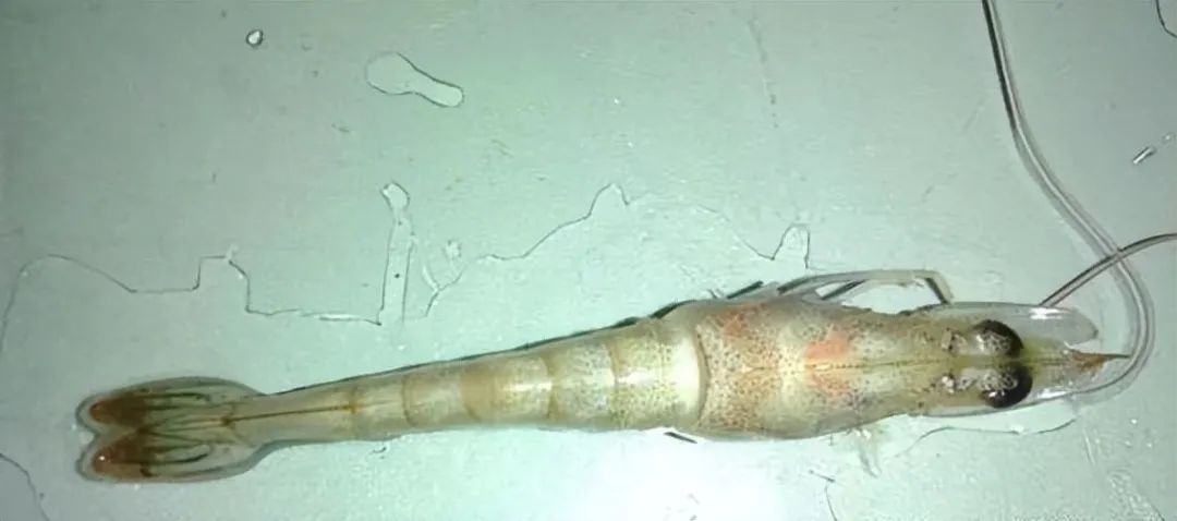 色翁荡息又大又硬又粗又爽