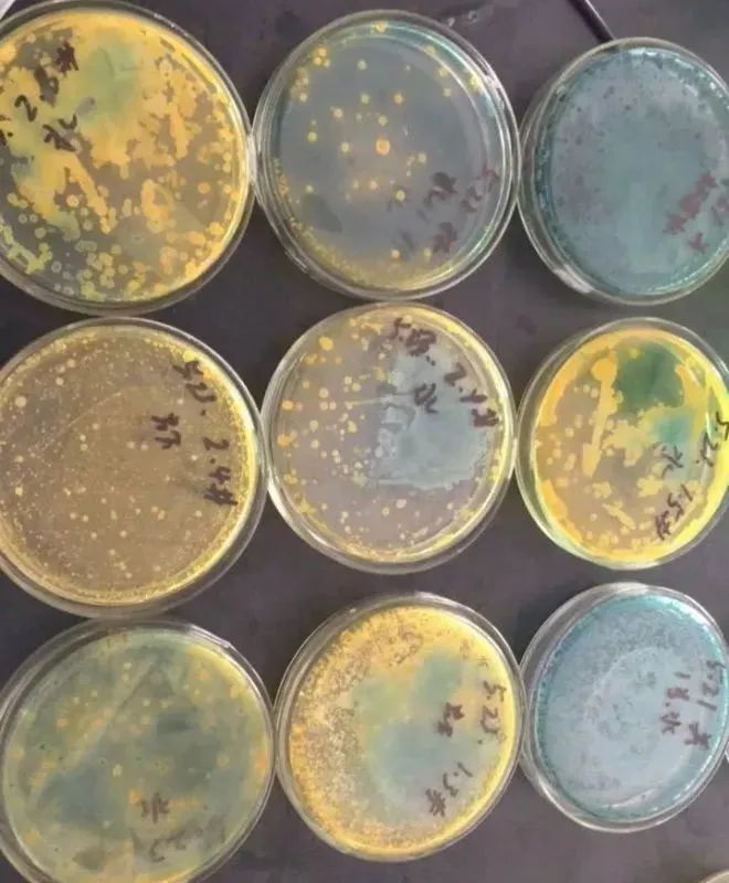 色翁荡息又大又硬又粗又爽