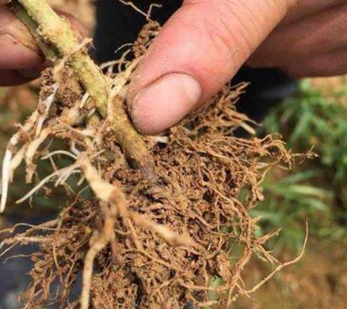 色翁荡息又大又硬又粗又爽