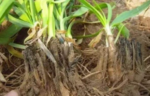 色翁荡息又大又硬又粗又爽