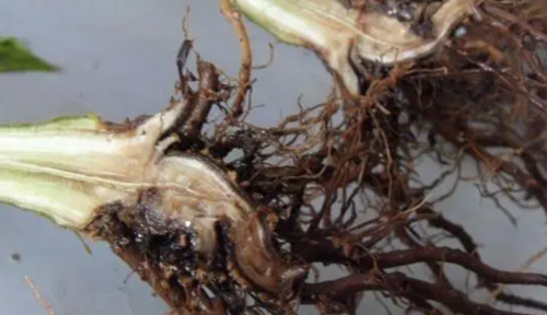 色翁荡息又大又硬又粗又爽